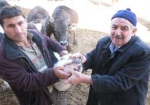 Besiciler işi abarttı